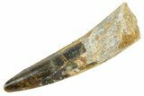 Fossil Spinosaurus Tooth - Real Dinosaur Tooth #363551-1